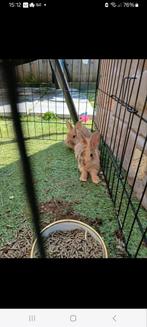 Jonge konijnen 12 weken, Dieren en Toebehoren, Konijnen, Meerdere dieren, Dwerg