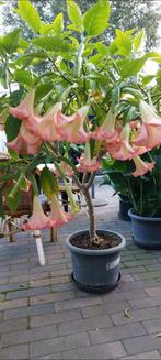 Brugmansia zalm/Rose, Tuin en Terras, Volle zon, 100 tot 250 cm, Zomer, Overige soorten