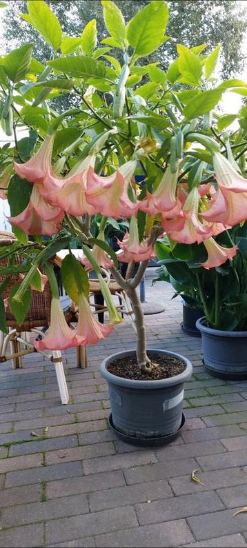 Brugmansia zalm/Rose beschikbaar voor biedingen