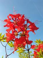 Azalea rood 200-225 cm, Ophalen, Lente, Halfschaduw