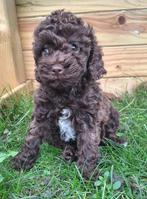 Toypoedel  2 teefjes 1 reu (mogen nest verlaten), Dieren en Toebehoren, Honden | Chihuahua's en Gezelschapshonden, Poedel, Rabiës (hondsdolheid)