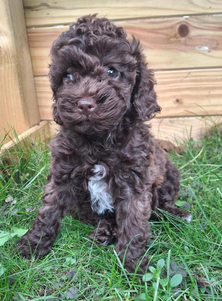 Toypoedel  2 teefjes 1 reu (mogen nest verlaten), Dieren en Toebehoren, Honden | Chihuahua's en Gezelschapshonden, Meerdere dieren