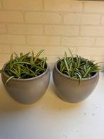 2 mooie potten met graslelie, Tuin en Terras, Bloempotten, Ophalen, Rond, Zo goed als nieuw, Aardewerk