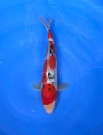 Diverse Japanse koi karper | Koikarpers  | Tosai vissen, Karper of Koi