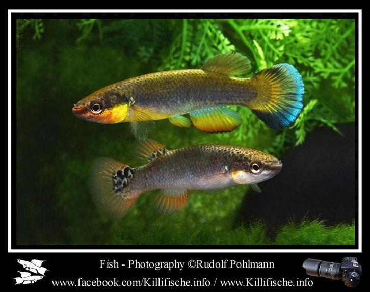 Killivis rivulus cuba, Dieren en Toebehoren, Vissen | Aquariumvissen, Vis
