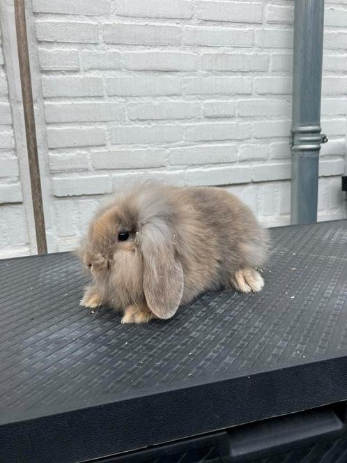 Super lief nederlandse hangoor dwerg baby konijntje!, Dieren en Toebehoren, Konijnen, Dwerg, Meerdere dieren, 0 tot 2 jaar, Hangoor