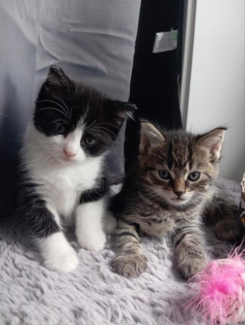 Kittens, Dieren en Toebehoren, Katten en Kittens | Overige Katten, Langharig, Meerdere dieren, 0 tot 2 jaar