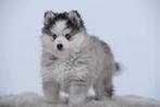 Gezonde Pomsky pups Health Breeding Program, mini Husky, Nederland, CDV (hondenziekte), 8 tot 15 weken, Poolhond