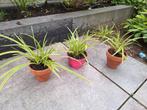 Carex tuinplant, Ophalen, Siergrassen, Halfschaduw