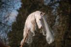 Prachtige ATH hobbyhorse stokpaard, Ophalen of Verzenden, Nieuw