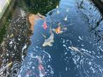 Vissen te koop, Dieren en Toebehoren, Karper of Koi