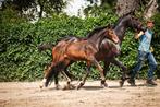 Mooie merrieveulen Comthago x Tygo, Hengst, Dressuurpaard, 0 tot 2 jaar