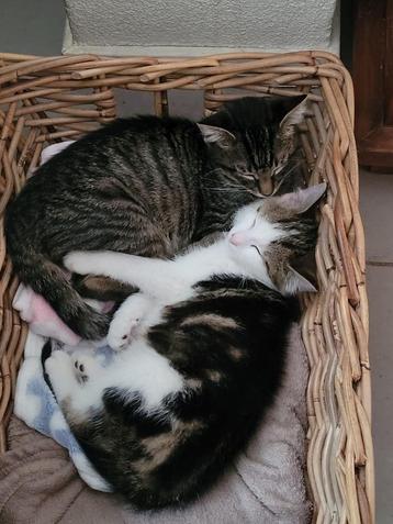  Zoek jij twee lieve kittens die opzoek zijn naar hun paleis beschikbaar voor biedingen