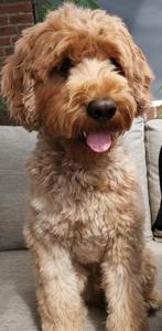 Dekreu labradoodle( niet te koop ), Dieren en Toebehoren, Honden | Dekreuen, Reu, 1 tot 2 jaar, Eén hond, Nederland