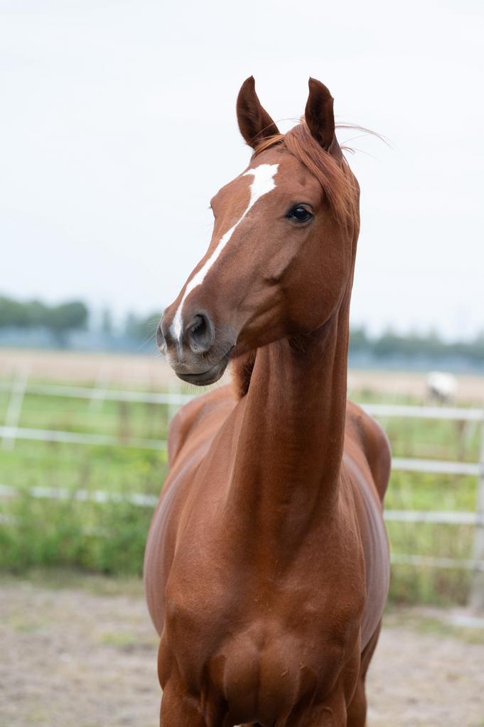 Super lieve 4 jarige ruin!, Dieren en Toebehoren, Paarden, Ruin, B, 160 tot 165 cm, 3 tot 6 jaar, Dressuurpaard, Met stamboom