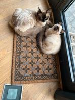 Ragdoll-Seal point, Dieren en Toebehoren, Katten en Kittens | Overige Katten, 0 tot 2 jaar