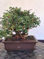 bonsai starter lonicera kabudachi shohin, Overige soorten, Lente, Minder dan 100 cm, Ophalen