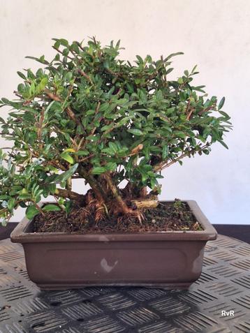  bonsai starter lonicera kabudachi shohin beschikbaar voor biedingen