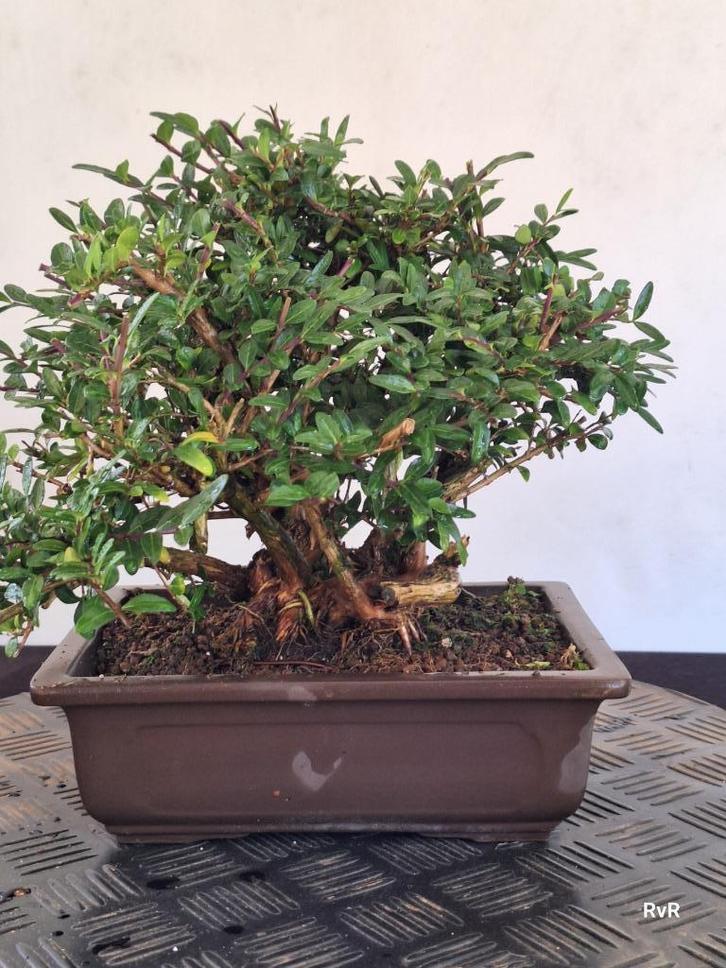 bonsai starter lonicera kabudachi shohin, Tuin en Terras, Planten | Bomen, Overige soorten, Minder dan 100 cm, Volle zon, Lente