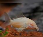 Corydoras albino 5 stuks 10 euro, Dieren en Toebehoren, Vissen | Aquariumvissen, Vis