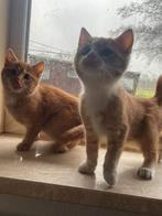 Lieve rode kittens, Dieren en Toebehoren, Katten en Kittens | Overige Katten, Meerdere dieren