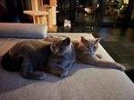 Kattenoppas gezocht voor gezin Voerendaal, Diensten en Vakmensen, Dieren | Katten | Verzorging, Oppas en Les, Particuliere oppas