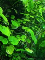 Aquarium planten tropisch, Dieren en Toebehoren, Vissen | Aquariumvissen, Vis