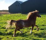 *** Bestfokkende sabinovos Welsh A dekhengst ***, Dieren en Toebehoren, Niet van toepassing, 0 tot 2 jaar, Hengst, B pony (1.17m tot 1.27m)