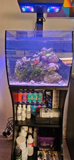 Klein zeeaquarium te koop, Dieren en Toebehoren, Vissen | Aquaria en Toebehoren, Ophalen, Gevuld zeewateraquarium