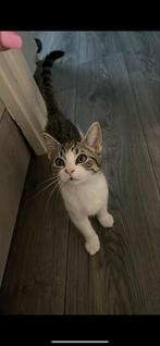 2 kittens te koop, Dieren en Toebehoren, Katten en Kittens | Overige Katten, Poes, Kortharig, 0 tot 2 jaar