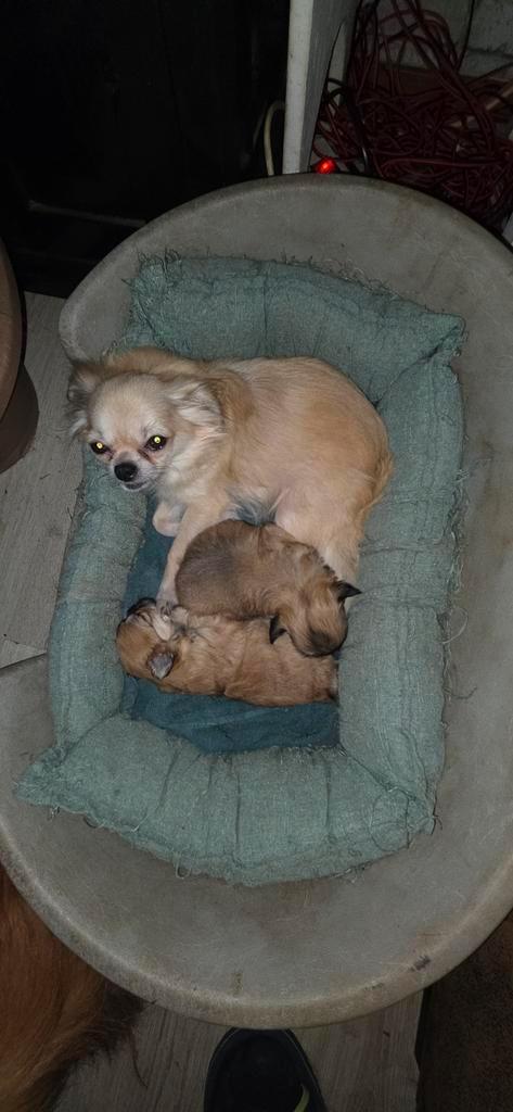 Te koop 2 chihauhau x pekingees pups (reutjes), Dieren en Toebehoren, Honden | Chihuahua's en Gezelschapshonden, Reu, Overige rassen