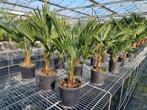 Trachycarpus wagnerianus winterharde palmboom, Tuin en Terras, Planten | Tuinplanten, Ophalen, Overige soorten, Volle zon