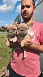 Franse bulldog pups mogen de nestje verlaten, Dieren en Toebehoren, Honden | Bulldogs, Pinschers en Molossers, België, Particulier