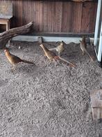 Goudfazanten, Meerdere dieren