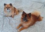 Twee lieve hondjes op zoek naar een gouden mandje, Dieren en Toebehoren, Honden | Chihuahua's en Gezelschapshonden, 6 jaar of ouder