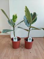 Ficus Elastica - Indische Rubberboom (bont) H: 58 - 62 cm., Huis en Inrichting, Minder dan 100 cm, Ficus, Halfschaduw, Ophalen