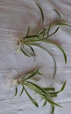 Graslelie, Huis en Inrichting, Kamerplanten, Ophalen, Halfschaduw, Minder dan 100 cm