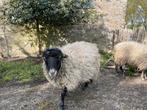 3 lieve Ouessant rammetjes zoeken goed huisje!, Dieren en Toebehoren, Schaap, Mannelijk