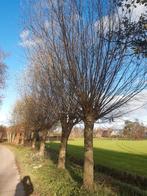 Wilgen takken, Tuin en Terras, Bloeit niet, Overige soorten, Minder dan 100 cm, Ophalen
