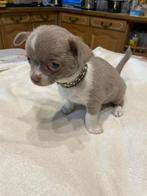 chihuahua pups zeer mooie t.cup & mini kleintjes raszuiver !, Dieren en Toebehoren, Honden | Chihuahua's en Gezelschapshonden