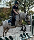 Verzorger/bijrijder pony's gezocht, Dieren en Toebehoren, Paarden en Pony's | Overige Paardenspullen, Ophalen, Zo goed als nieuw