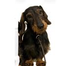 Klein ruwhaar kaninchen teckeltje (3 kg), Dieren en Toebehoren, Kaninchen, Reu, 1 tot 2 jaar, Parvo