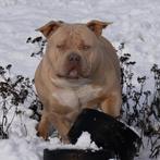 American Bully st. dekreu enige GrCh Bleu zoon in europa, Dieren en Toebehoren, België, Particulier, 1 tot 2 jaar, Parvo
