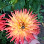 Dahlia knollen ruilen, Ophalen of Verzenden, Volle zon, Knol