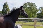 3jarige Bordeaux x Dante Weltino, Merrie, Gechipt, Dressuurpaard, 3 tot 6 jaar