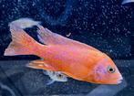 Laatste Seifert Fire Fish man (Duitse import), Dieren en Toebehoren, Vissen | Aquariumvissen, Vis, Zoetwatervis