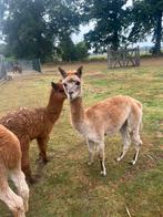 Alpaca merrie gedekt, Dieren en Toebehoren, Juli, Vrouwelijk