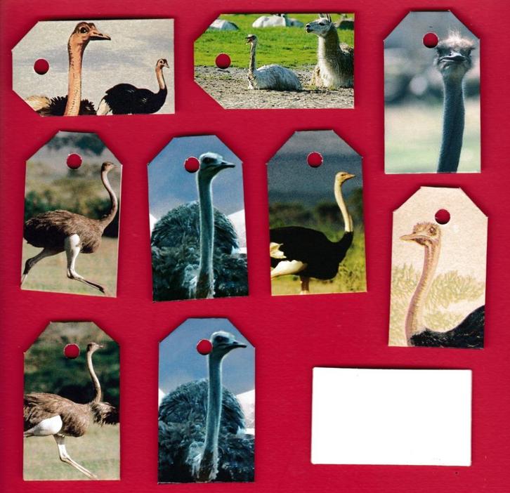 3118) struisvogel labeltjes, Verzamelen, Dierenverzamelingen, Zo goed als nieuw, Overige typen, Ophalen of Verzenden