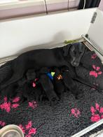 Labrador puppy’s, Dieren en Toebehoren, CDV (hondenziekte), 8 tot 15 weken, Labrador retriever, Meerdere