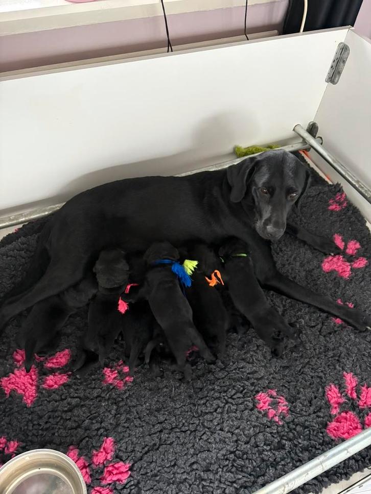 Labrador puppy’s, Dieren en Toebehoren, Honden | Retrievers, Spaniëls en Waterhonden, Meerdere dieren, Labrador retriever, Particulier